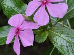 -西双版纳傣族园