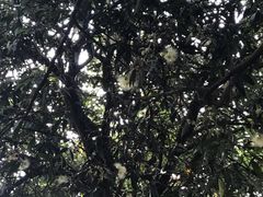 -仙湖旅游度假区