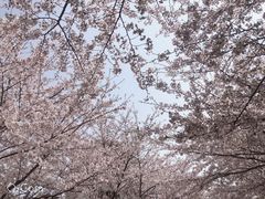 -高东镇樱花园
