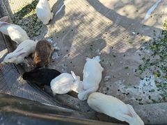 -石家庄市动物园