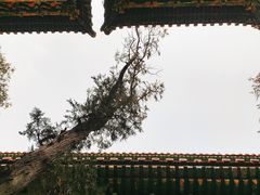 -颐和园