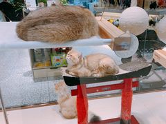 -momokira米努特·德文卷毛猫·棉花面纱犬