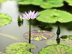 -国家植物园南园