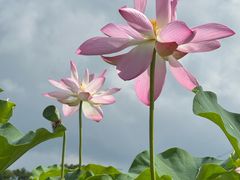 -梁鸿国家湿地公园