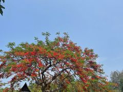 -中国科学院西双版纳热带植物园