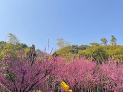 -苏州上方山国家森林公园