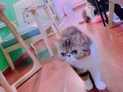 -李小姐の猫咖啡馆(五角场店)