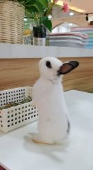 -Moni星球萌宠·小马宝莉·灵蛇·高端高阶全萌宠互动体验俱乐部(红豆国际广场店)