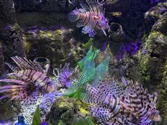 -太平洋海底世界