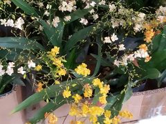 -龙大花卉苗木市场