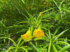 -北海金海湾红树林生态旅游区