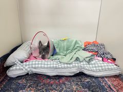 -美联众合动物医院·24h转诊中心