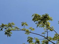 -二沙岛艺术公园