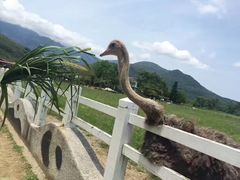 -瑞穗牧场