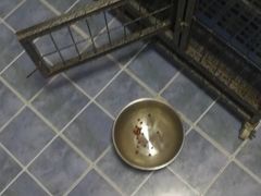 -波姐宠物家庭寄养
