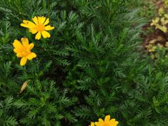 -上清·三文鱼鲜寿司(同德店)