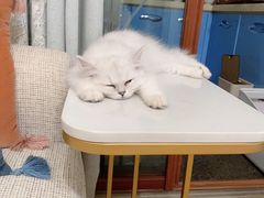 -猫大福·Fortune Cat猫舍(百子湾店)