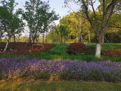 -昆山城市生态森林公园