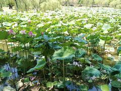 -八大山人梅湖景区