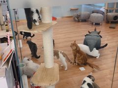 -猫冇咖·家门口的撸猫馆(大融城店)