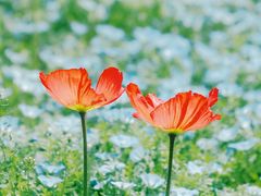 -上海滨江森林公园