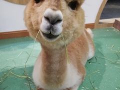 -藦茜花园宠物主题亲子互动体验馆(国顺东路店)