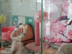 -糯米喵星人总部直营旗舰店·猫舍·幼猫出售