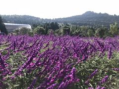 -中国香山·寿香谷