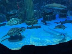 -芜湖新华联大白鲸海洋公园