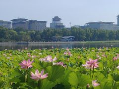 -莲花池公园