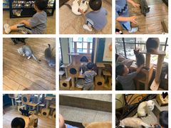 大堂-more than meow吴止猫主题餐厅(承德 中船汇店)