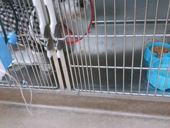 -瑞派·关忠动物医院·异宠专科·犬猫肿瘤·皮肤专科(望京店)