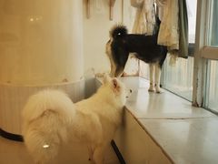 -共舞时光猫咖·狗咖(新街口店)