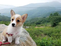 -阳台山自然风景区