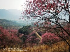 -新建村梅花