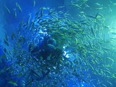 -成都浩海立方海洋公园