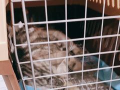 -纳吉亚猫专科动物医院·北北分院
