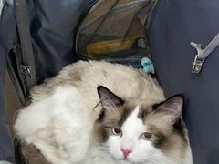 -贝利宠物医院·骨科·眼科·肿瘤转诊中心(南坪诊疗中心)