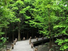 -桤木河湿地公园