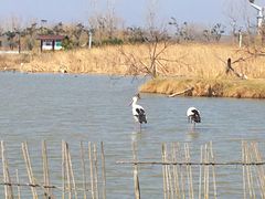 -盐城丹顶鹤湿地生态旅游区