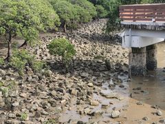 -宝安西湾红树林湿地公园