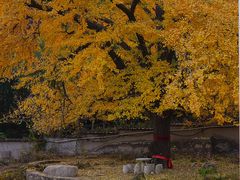 -遵化市禅林寺古银杏风景园