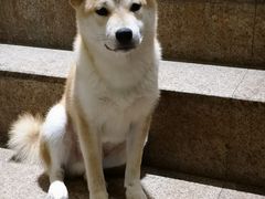 -more than meow吴止猫主题餐厅(承德 中船汇店)