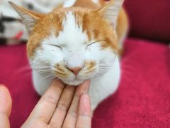 -猫亿天猫咖