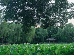 -莲湖公园