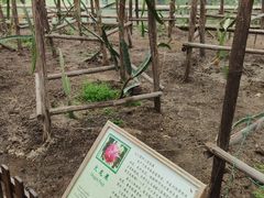 -上海都市菜园