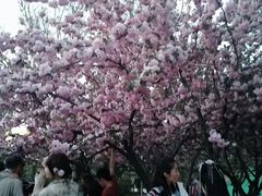 -西安青龙寺遗址景区