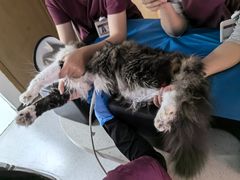 -艾贝尔宠物医院·24H转诊中心·肿瘤猫专科(江宁双龙店)