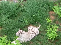 -石家庄市动物园