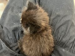 -楼上猫咖(罗湖店)
